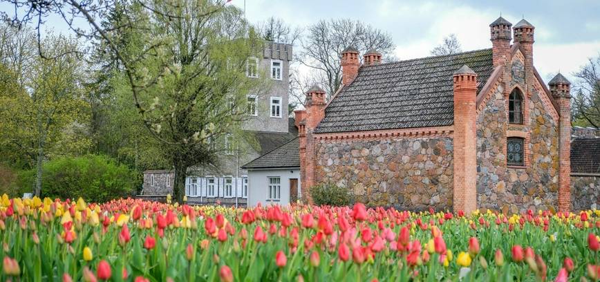Įveikusios išbandymą sniegu, Burbiškio dvaro tulpės krauna žiedus Tulpių žydėjimo šventei