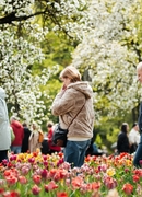 Artėja ypatingas festivalis: Burbiškio dvaro Tulpių žydėjimo šventė vyks 25-ą kartą