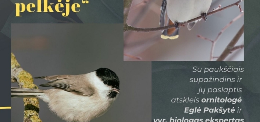 PAUKŠČIŲ STEBĖJIMAS TYRULIŲ PELKĖJE