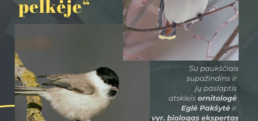 PAUKŠČIŲ STEBĖJIMAS TYRULIŲ PELKĖJE