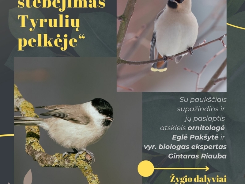 PAUKŠČIŲ STEBĖJIMAS TYRULIŲ PELKĖJE