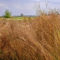 LINAROVIS