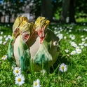 J. IR D. KURMANSKIŲ KERAMIKOS DARBŲ PARODA „KONTRASTAI“